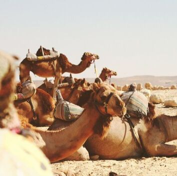 Camel tours in the Judean Desert southern Israel